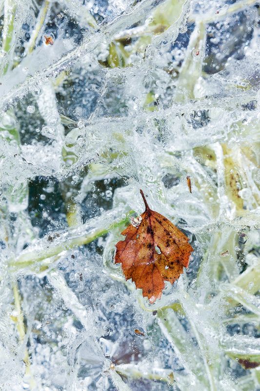лист Лесная зарисовка фото превью