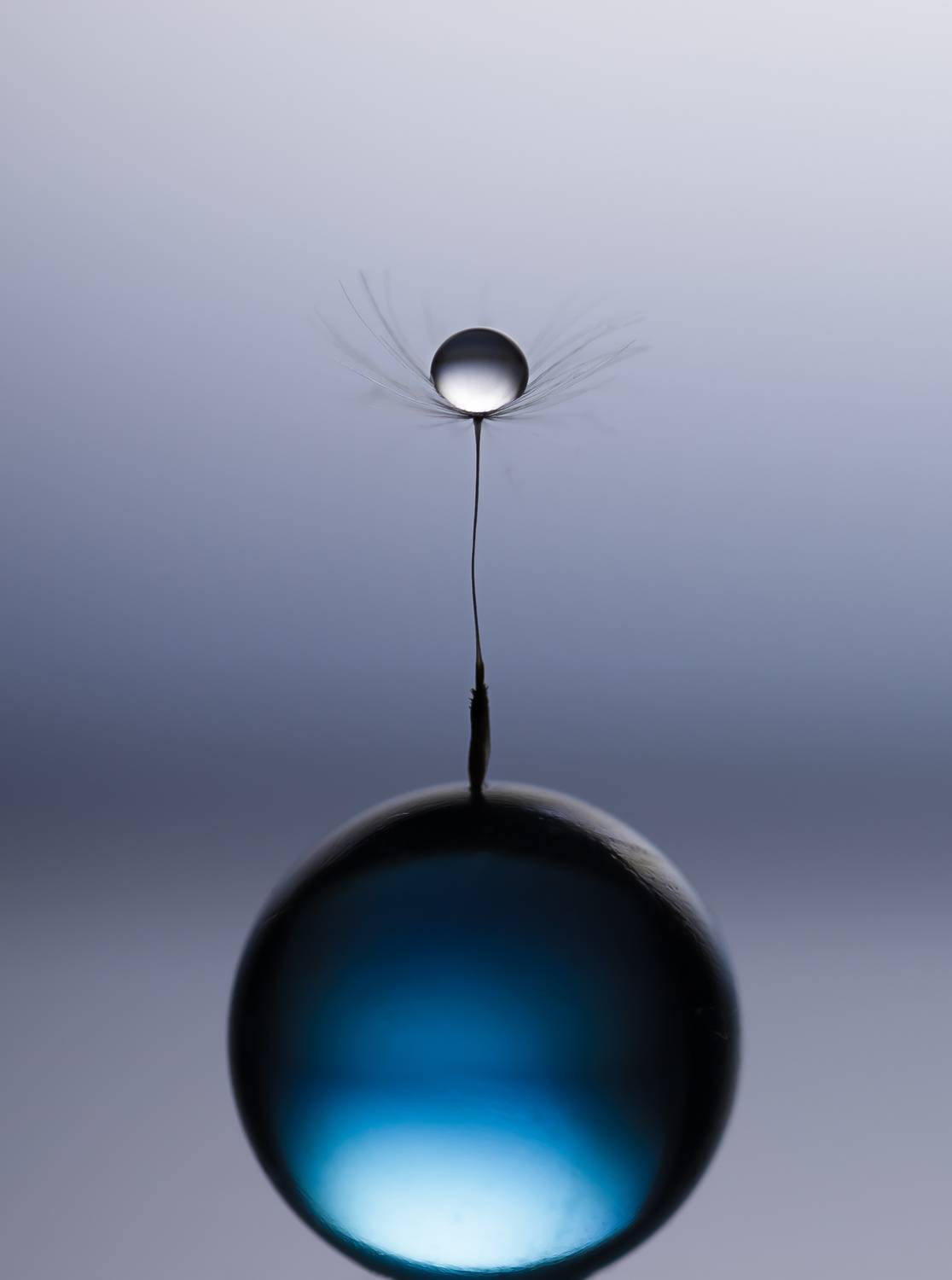 макро, капли, macro, dandelion, drops,, Обидина Мария