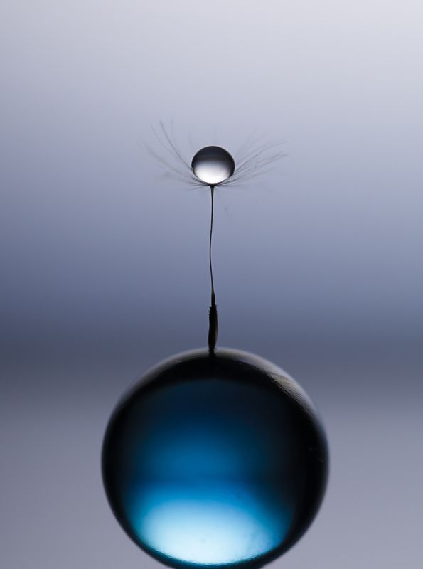 макро, капли, macro, dandelion, drops, Сияй фото превью