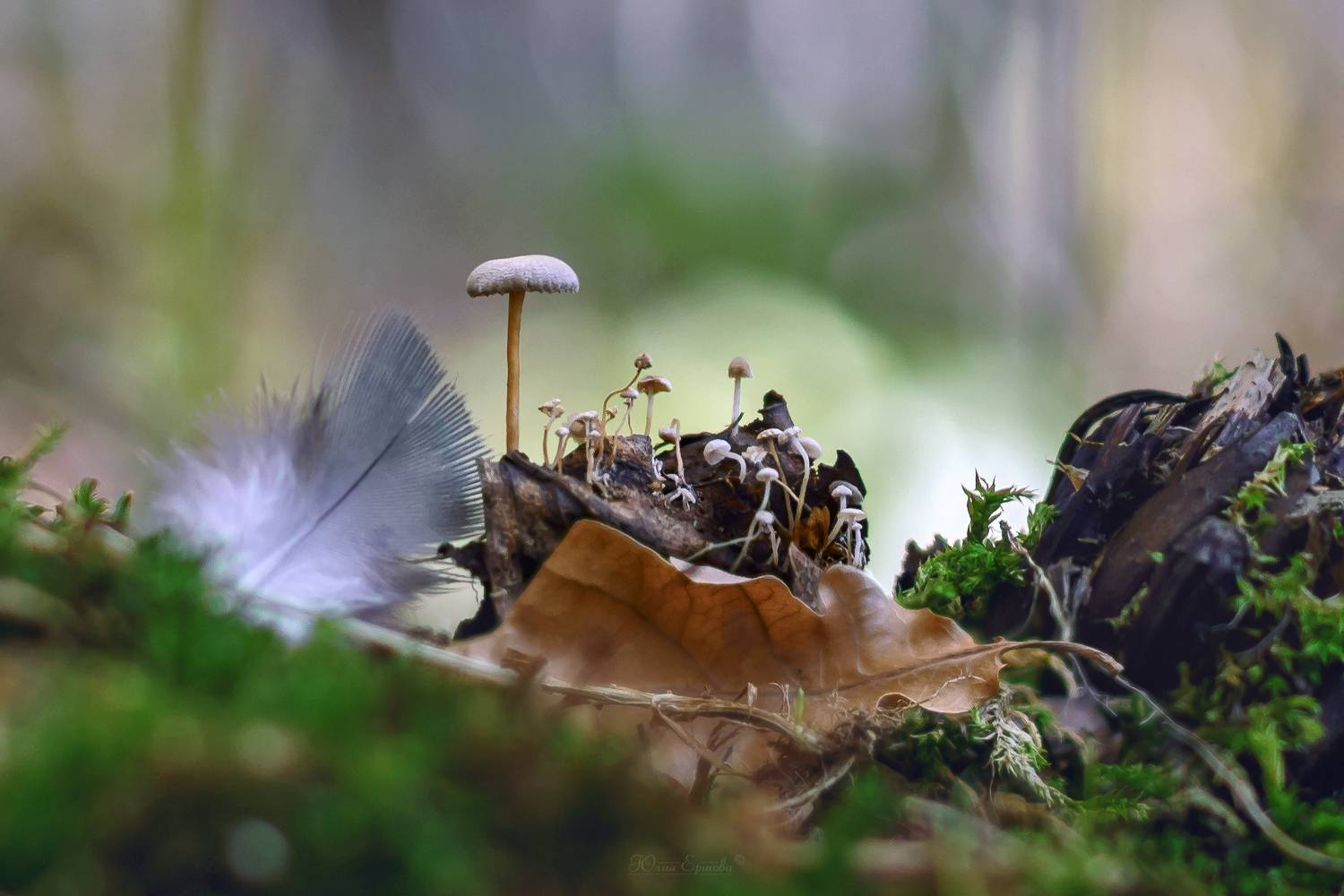 поганки, грибы, макро, Ершова Юлия