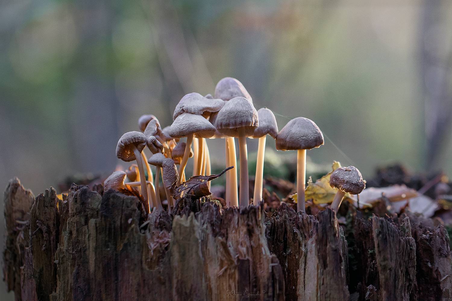 поганки, грибы, макро, Ершова Юлия
