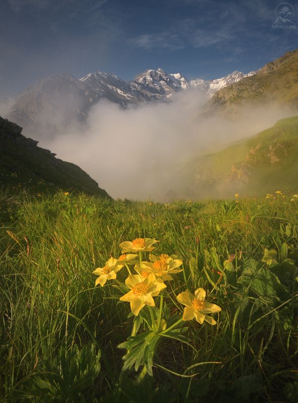 осетия, северная осетия, фототур в северную осетию, горы, тур по осетии, фототур по осетии Горные цветы фото превью