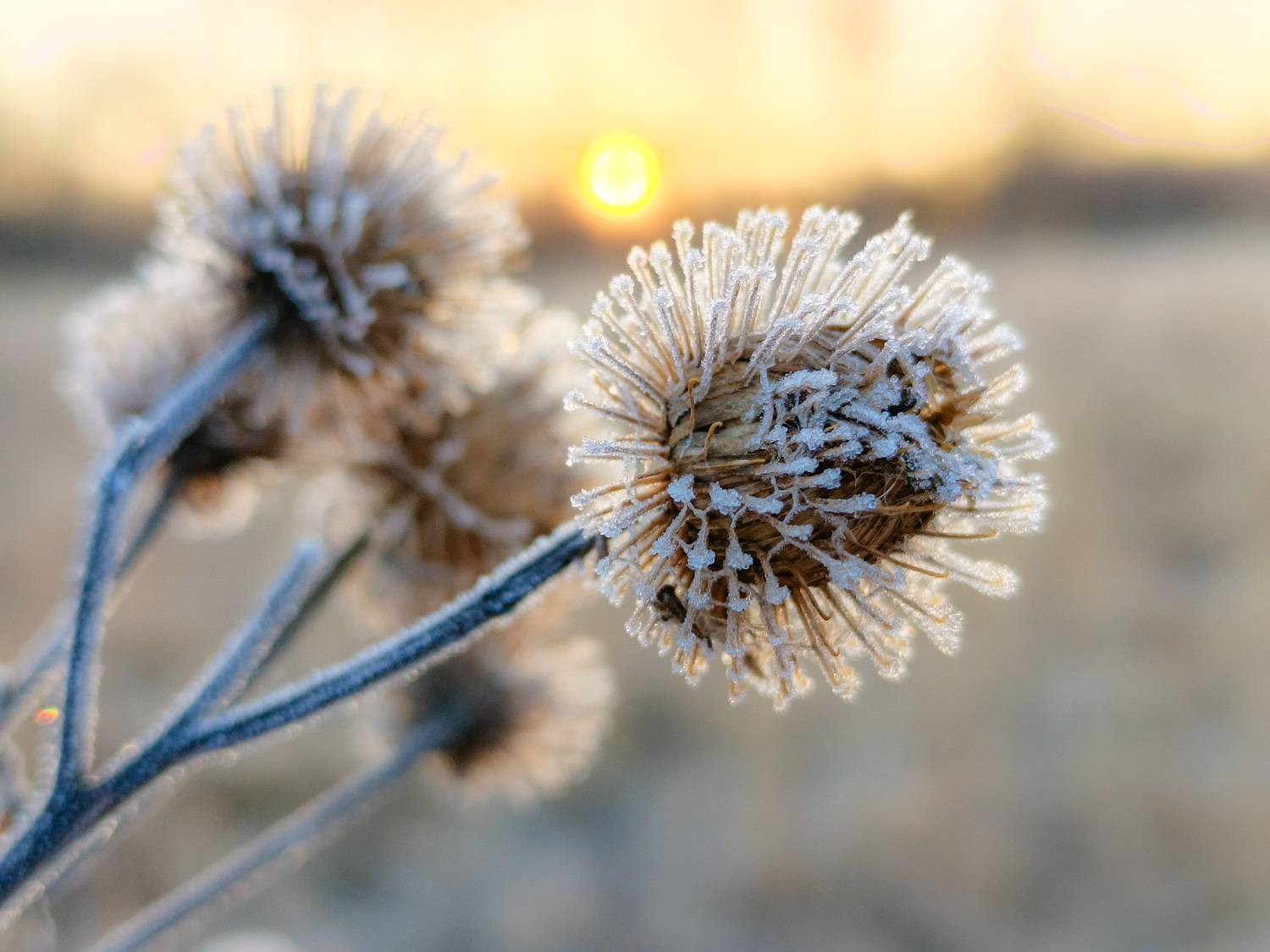 , Светлана Кондрашова