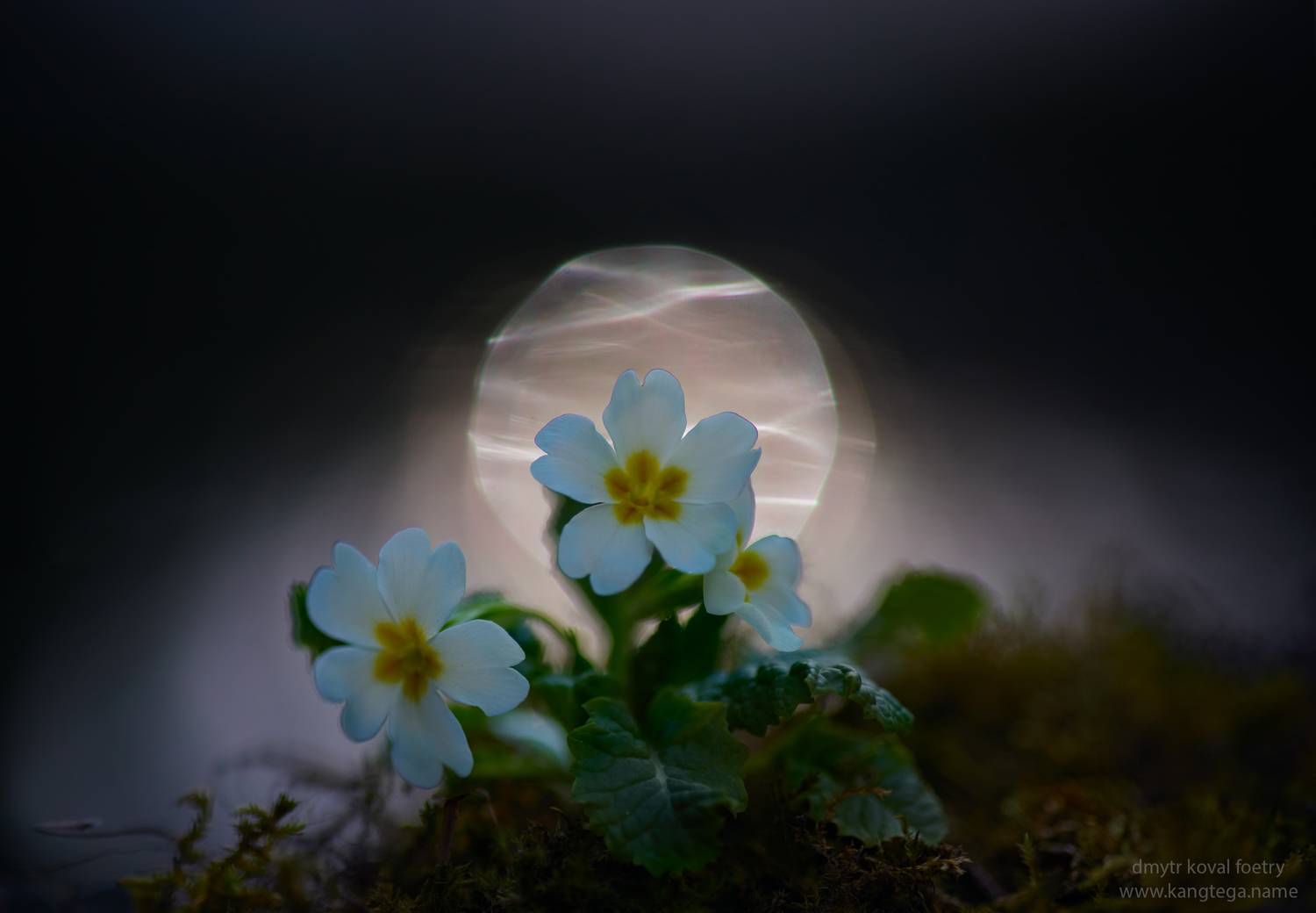 пейзажемагьё, пейзаж-как-виденье, Коваль Дмитр