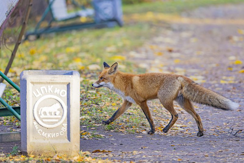 лиса. лисица Осенний день в городском парке фото превью