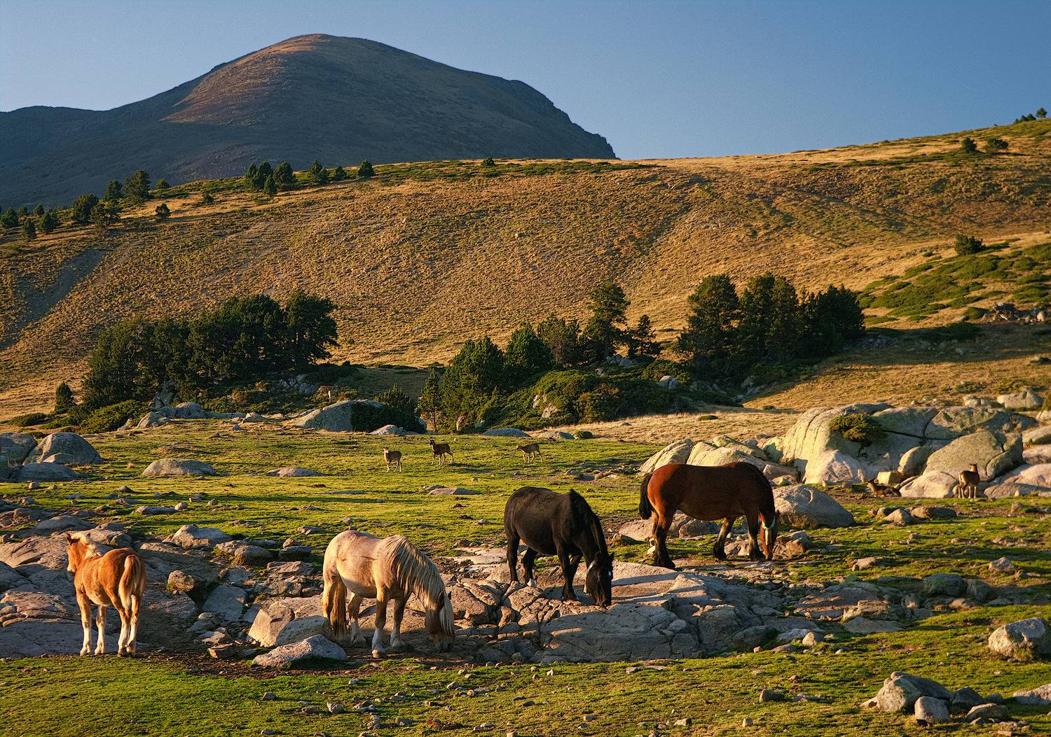 , Wojciech Tarnowski