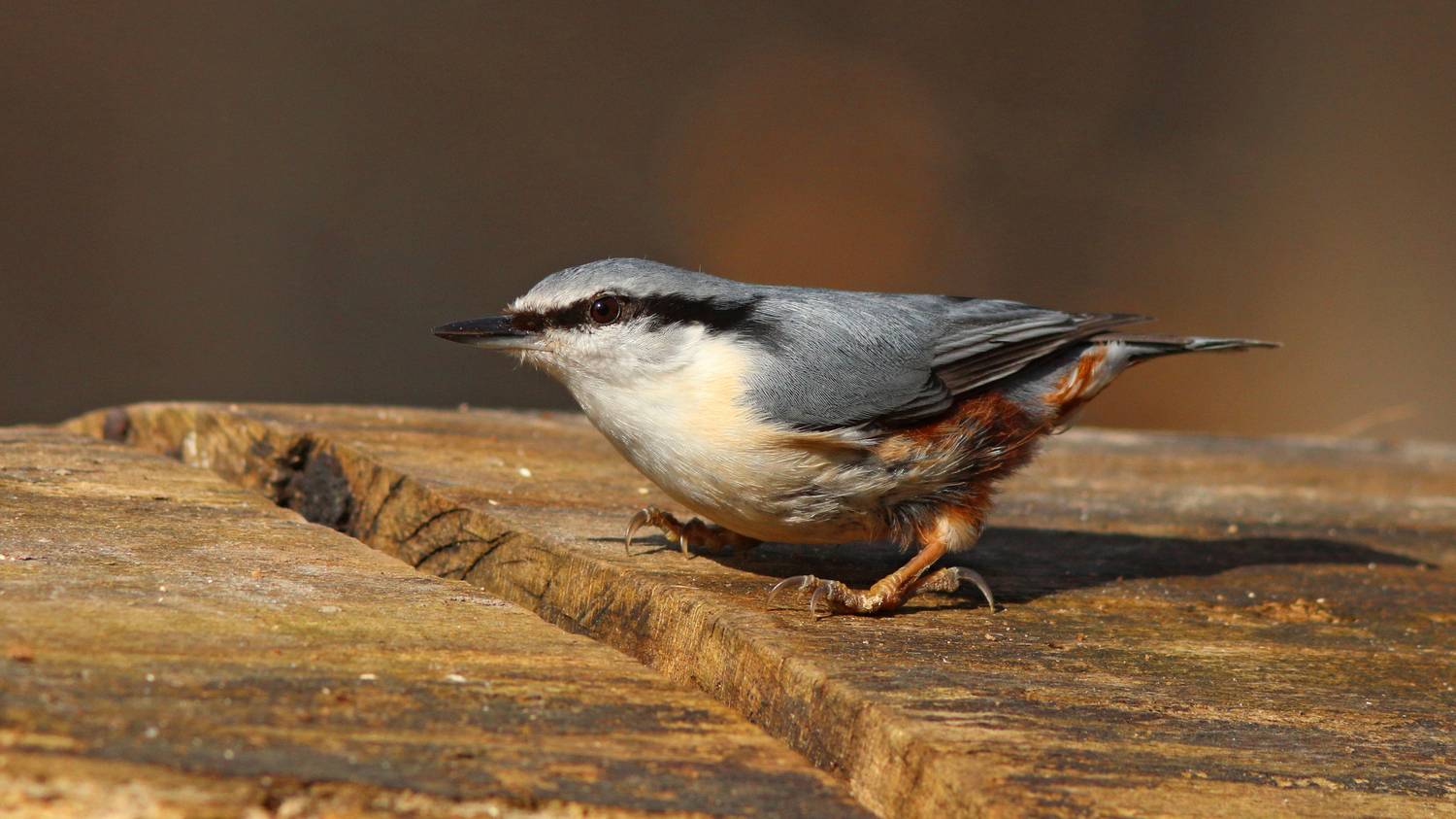 обыкновенный поползень, поползень, sitta europaea, eurasian nuthatch, nuthatch, Бондаренко Георгий