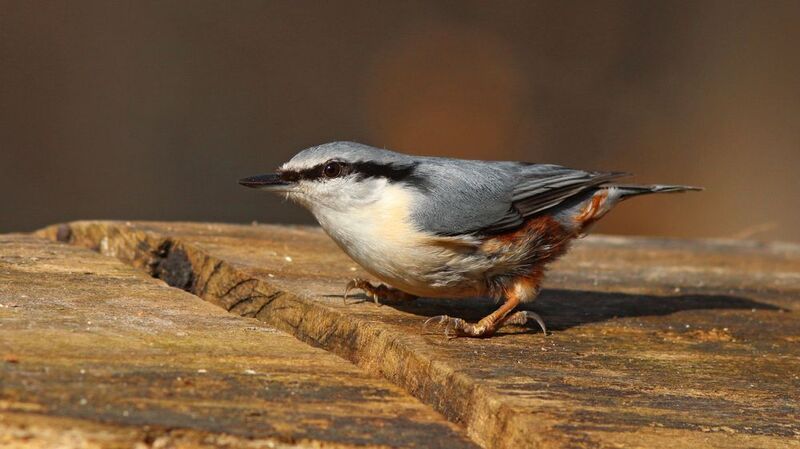 обыкновенный поползень, поползень, sitta europaea, eurasian nuthatch, nuthatch На низком старте фото превью