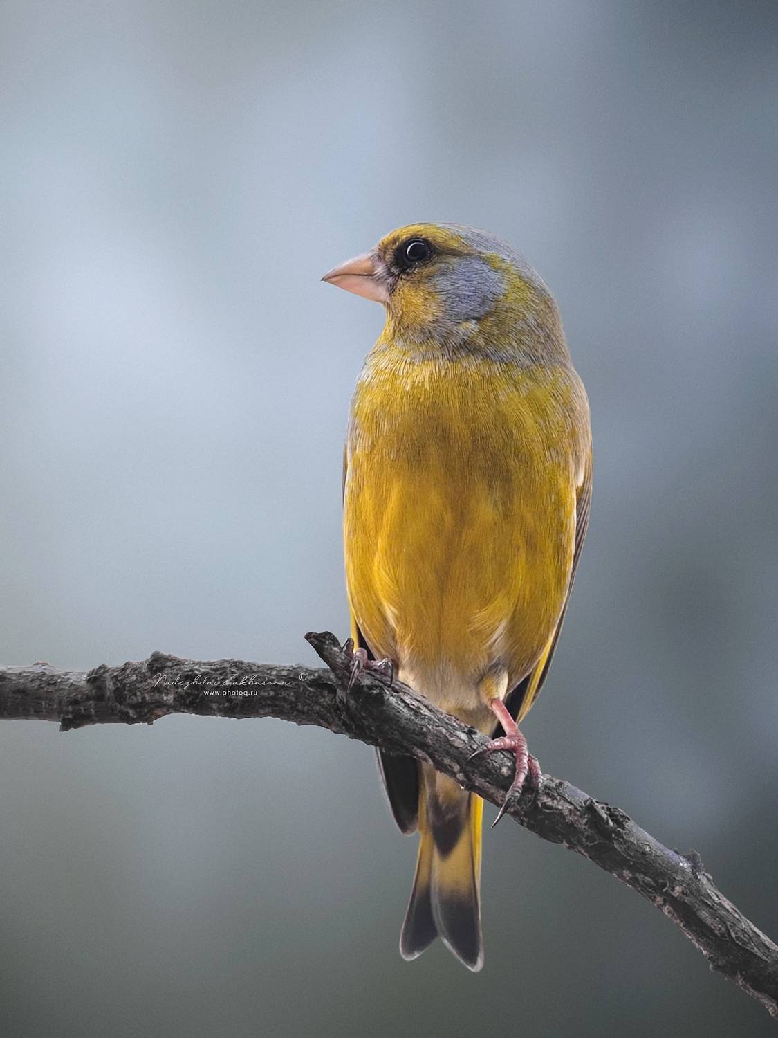 , Захарова Надежда