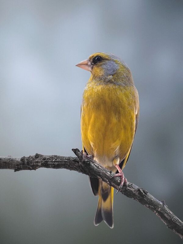 Зеленушка фото превью