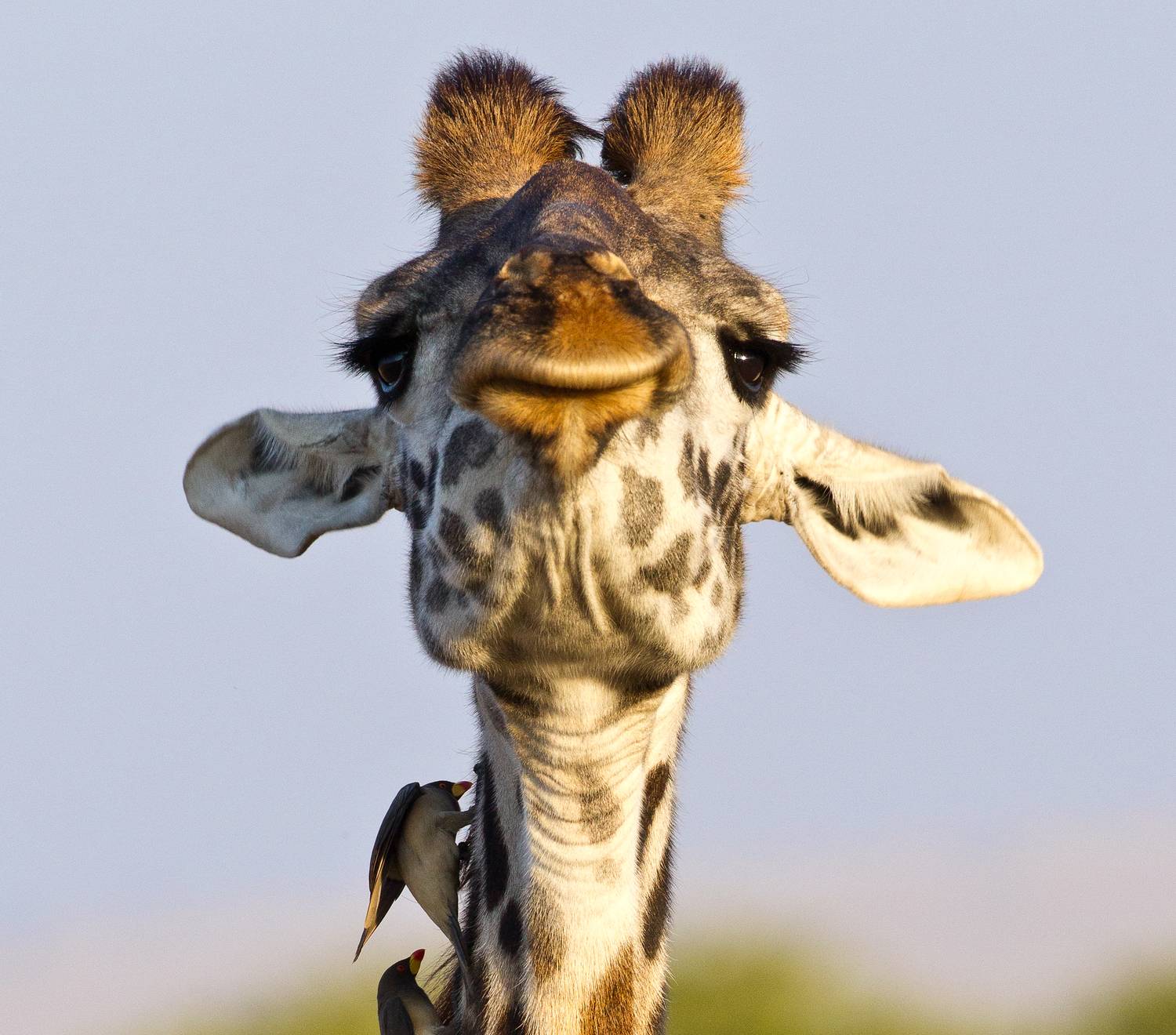 жираф, африка, Сулоев Алексей