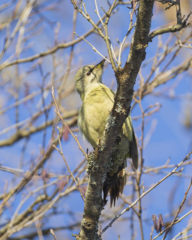 Седой дятел фото превью
