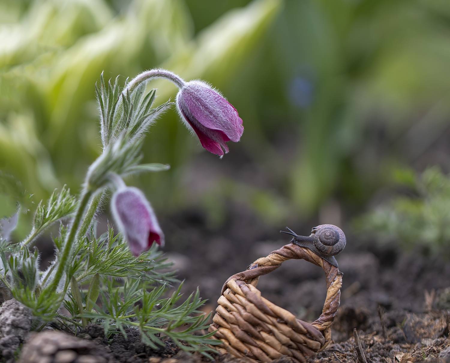 весна, улитка, сон-трава, Татьяна Феденкова