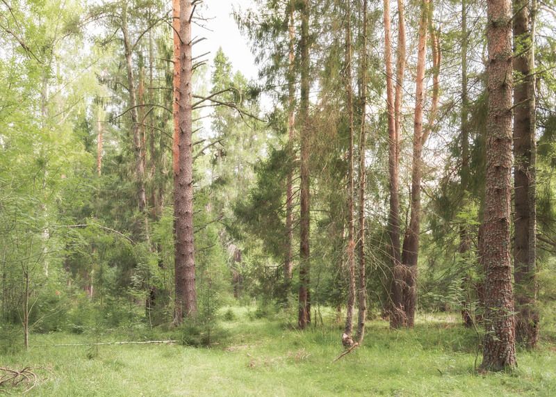 Зелёный мир фото превью