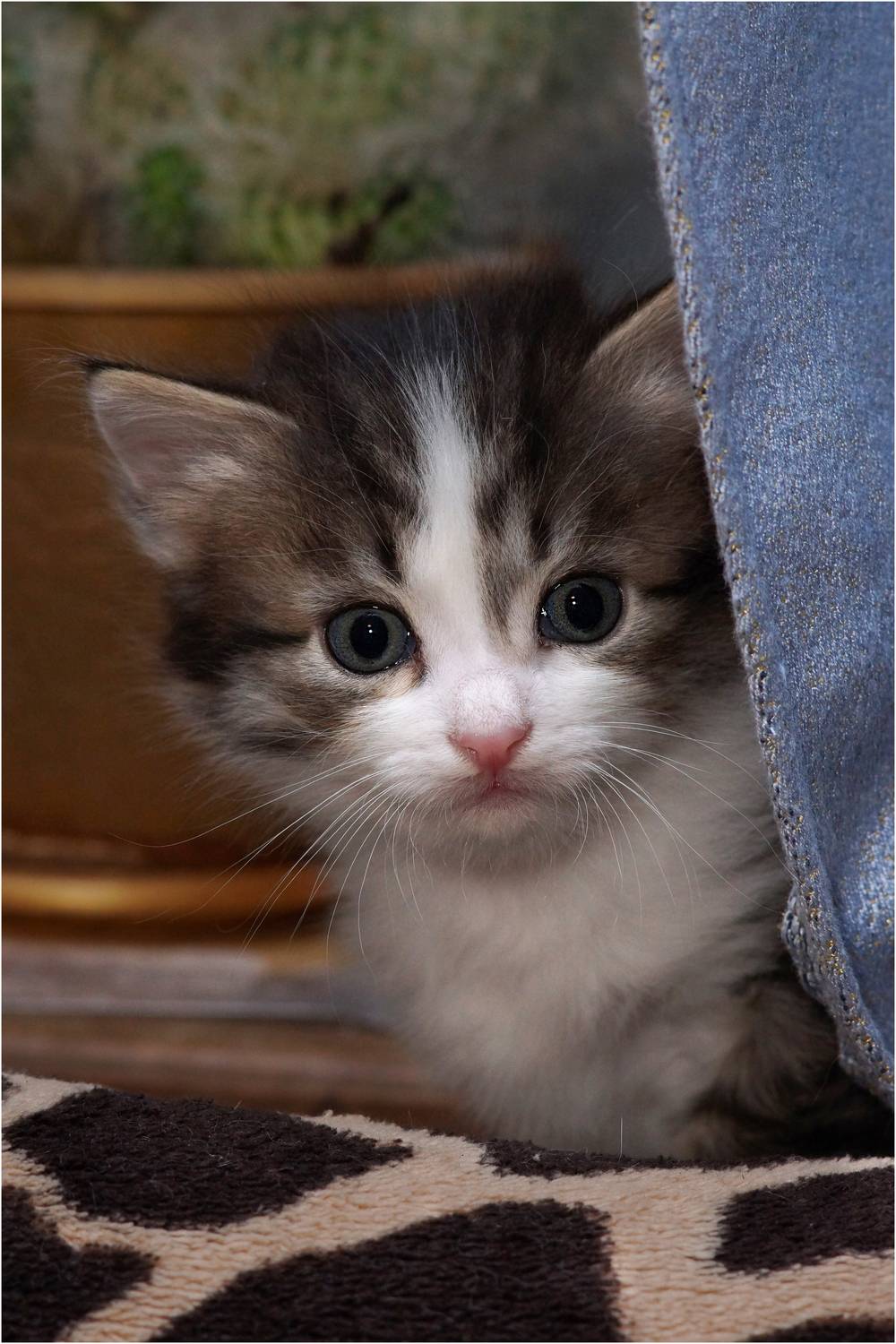 , Владимир Краснов