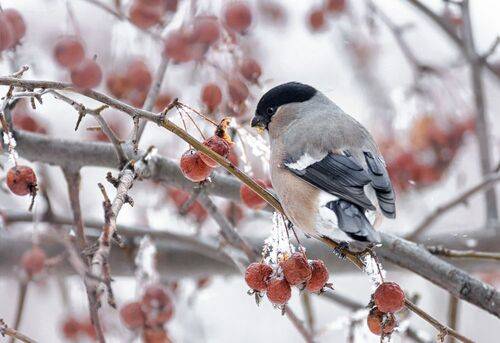 Снегири (4 ФОТО)