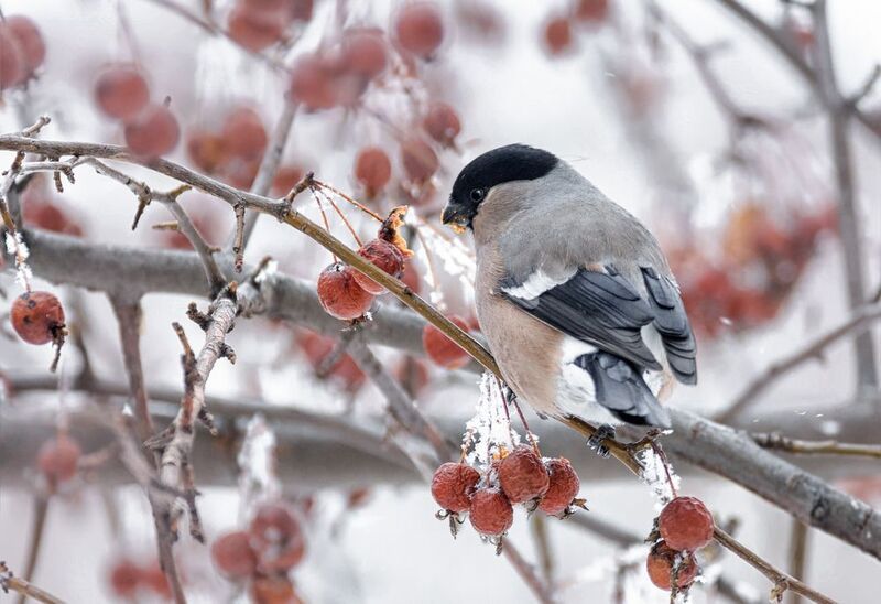 птица, снегирь, самка, Снегири (4 ФОТО) фото превью
