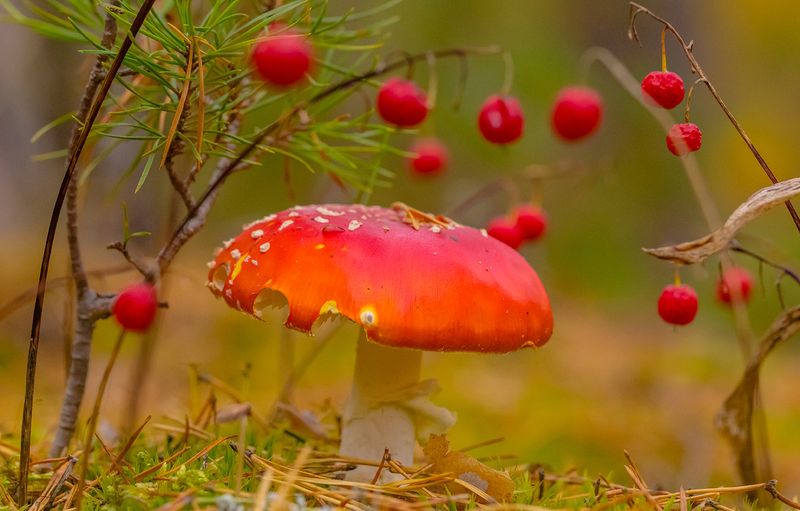 .... фото превью