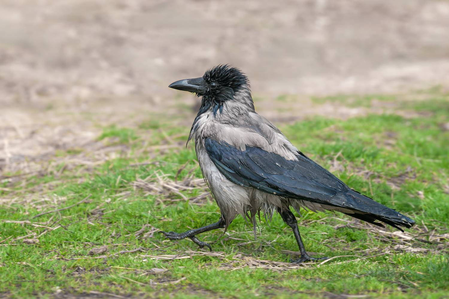 серая ворона, мокрая ворона, corvus cornix, hooded crow, Наталья Паклина