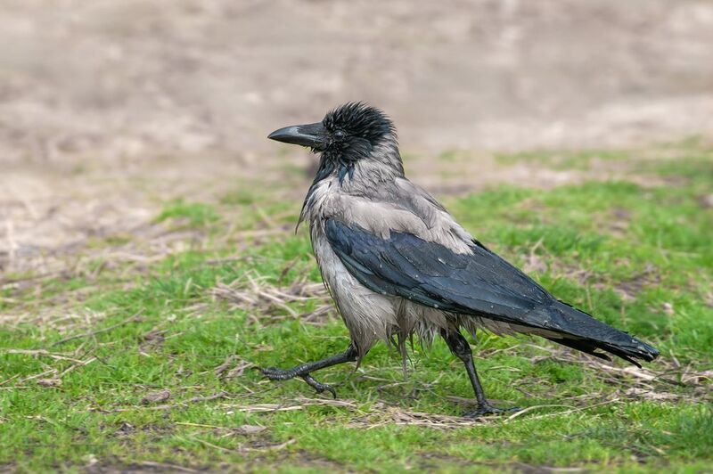 серая ворона, мокрая ворона, corvus cornix, hooded crow Неунывающая фото превью