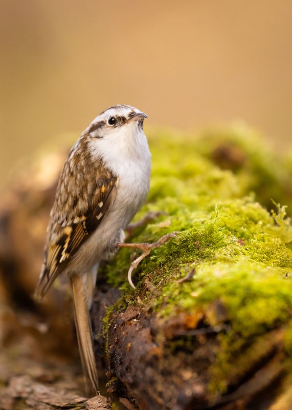 Certhia familiaris фото превью