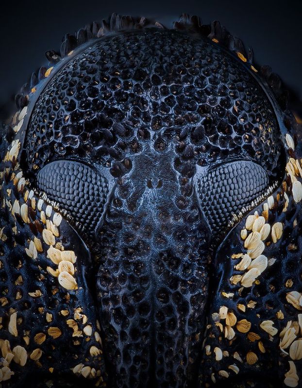 coleoptera, curculionidae, cryptorhynchus lapathi, Длинношноб фото превью