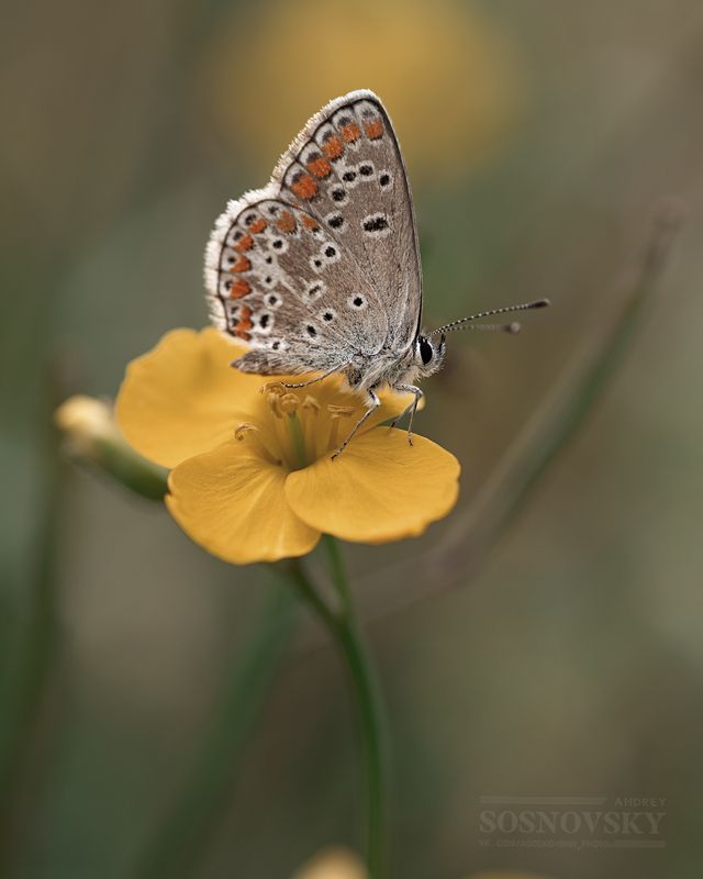 Посиделки на цветочке руколы фото превью