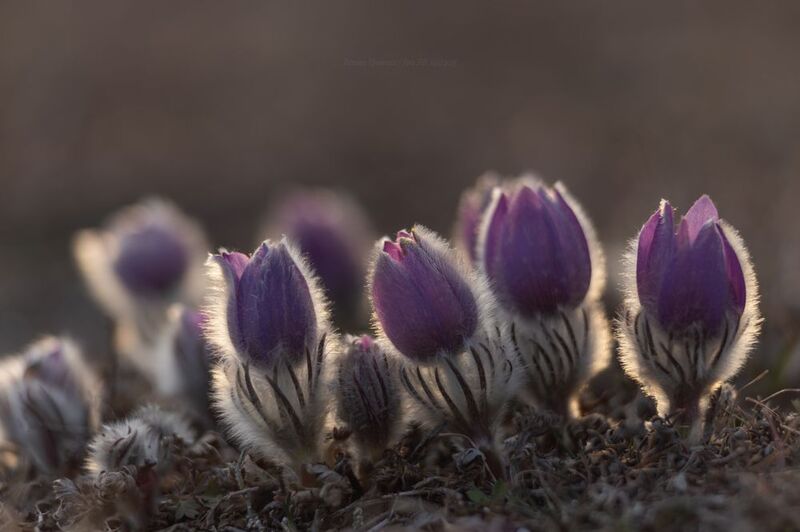 В Крыму время сон-травы фото превью