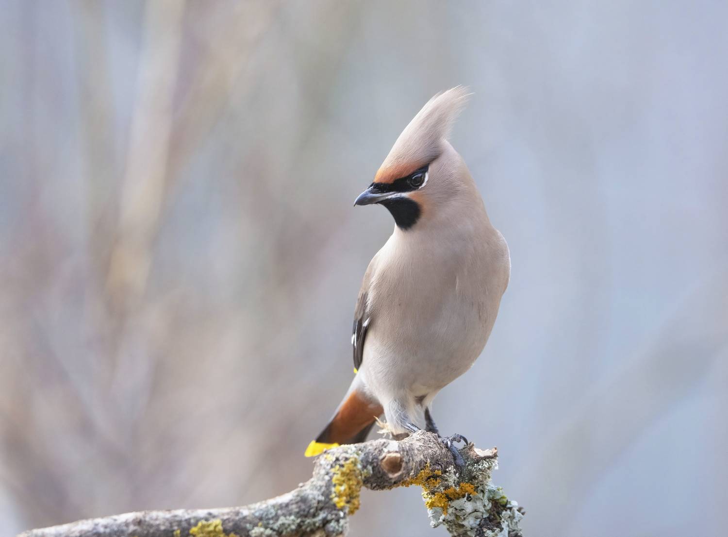 птицы,природа, весна, Андрей Киселёв