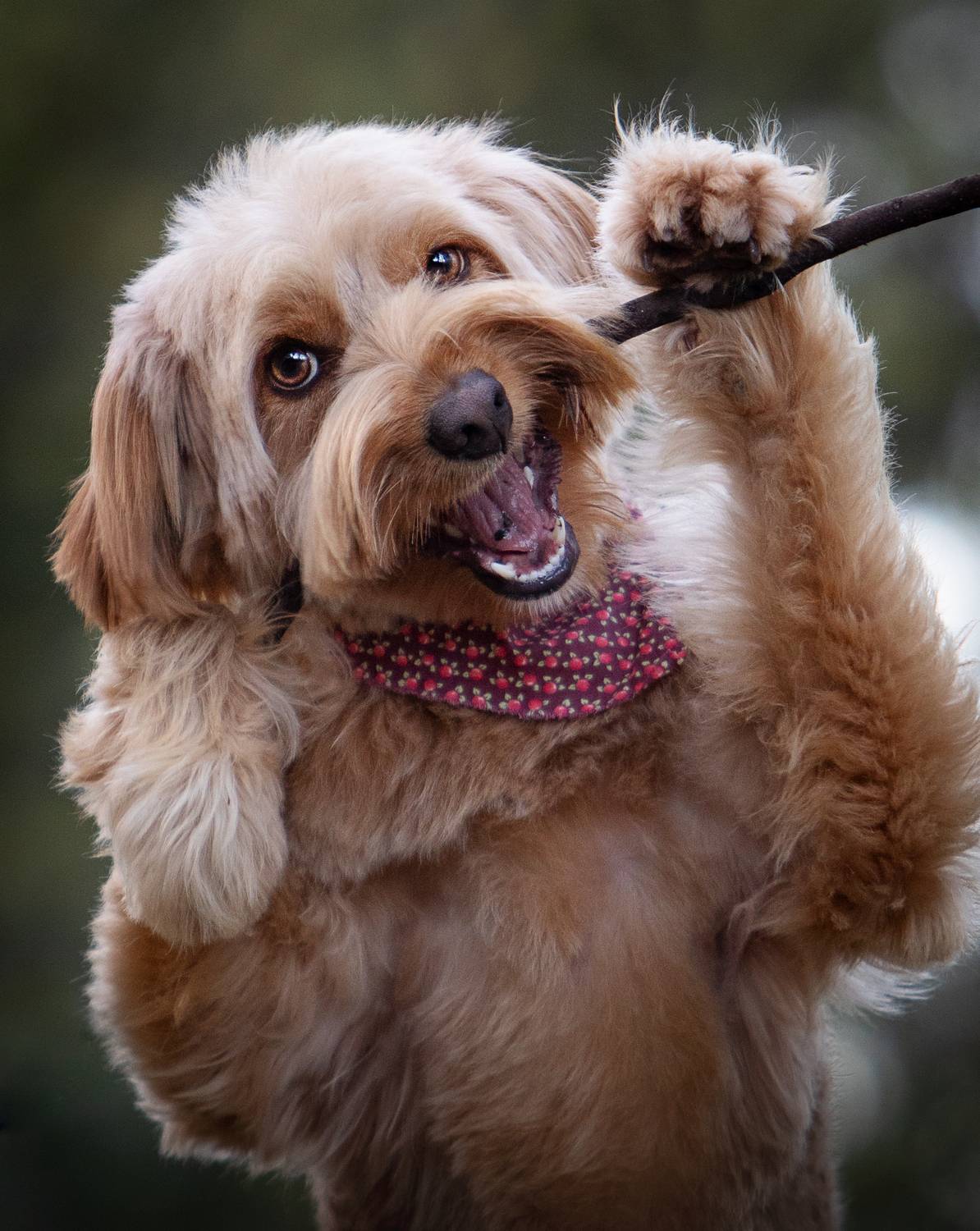 photography,dogs,pets,animal,canine,portrait,spring,pose,natural,light,frisbee,golden,hour,summer,fun,poodle,action, Alexandre Marques