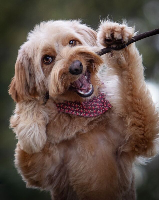 photography,dogs,pets,animal,canine,portrait,spring,pose,natural,light,frisbee,golden,hour,summer,fun,poodle,action Sardinha фото превью