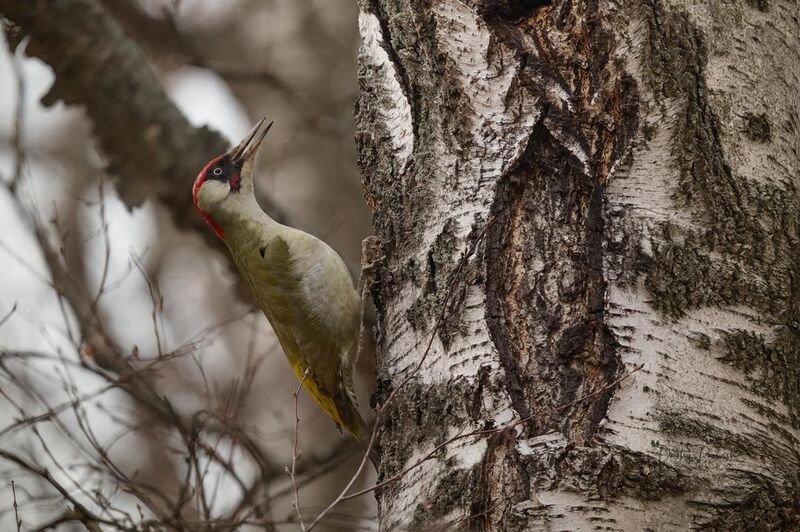 природа, лес, поля, огороды, животные, птицы, макро Боевой клич фото превью