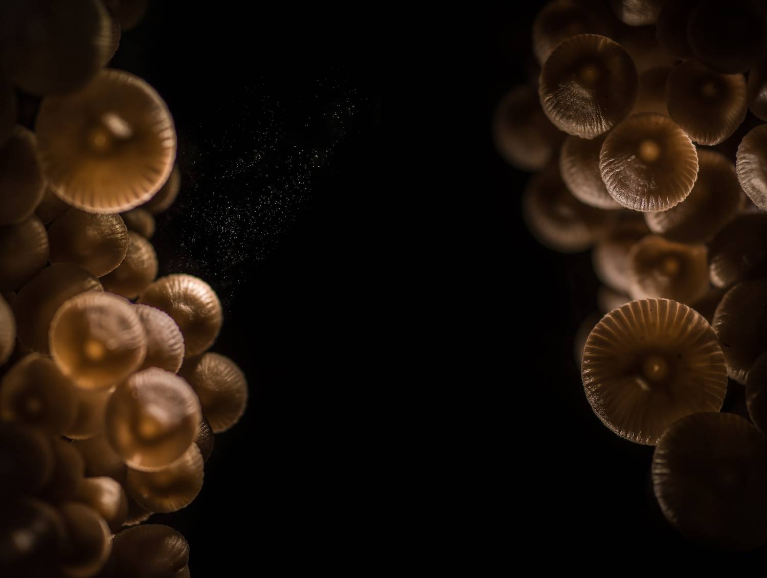 Грибы, коллаж, Соварцева Ксения