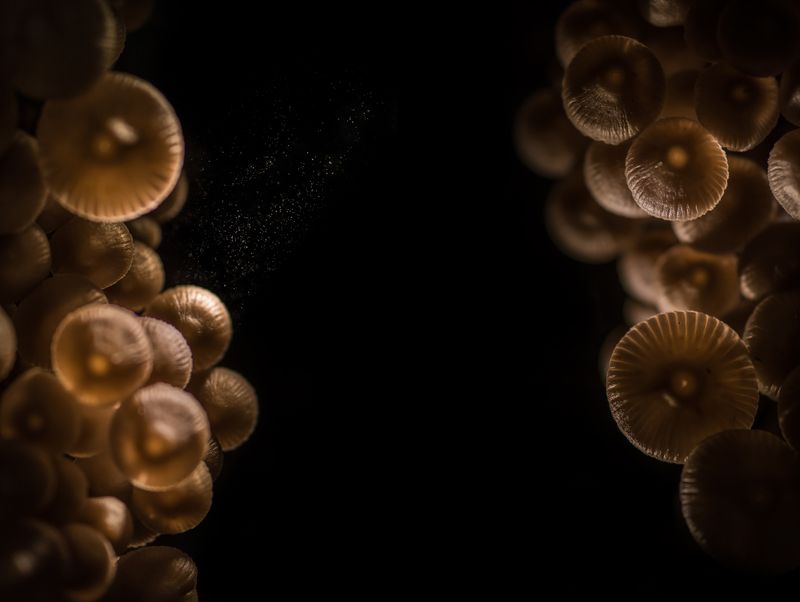 Грибы, коллаж *** фото превью