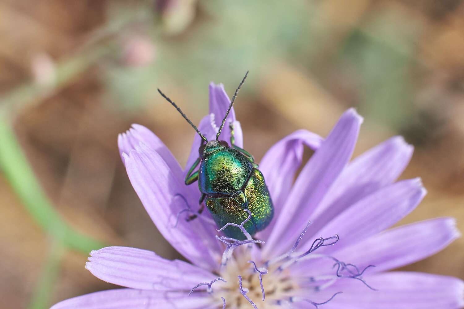 volgograd, russia, macro, macro photo, macro photography, , Павел Сторчилов