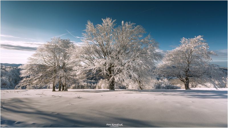 polska, zima, drzewo *** фото превью