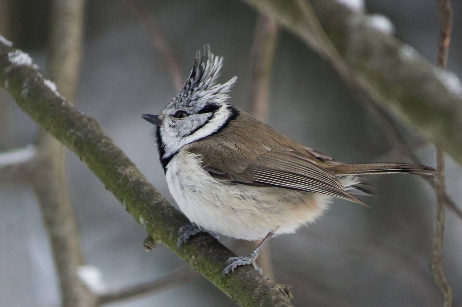 синица, гренадерка, хохлатая синица, гренадер, lophophanes cristatus, parus cristatus, КарОл