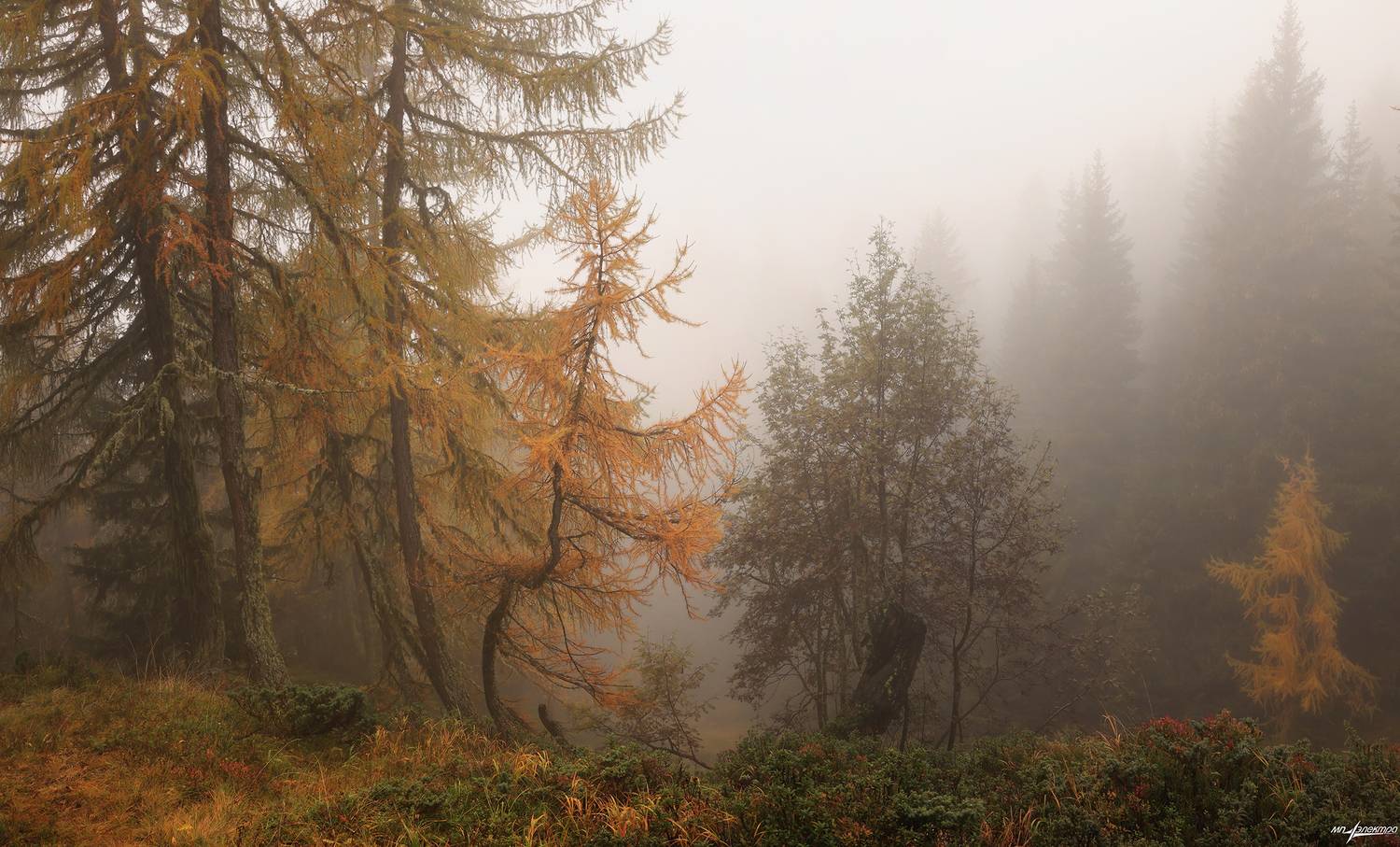 swiss, Матвеев Николай