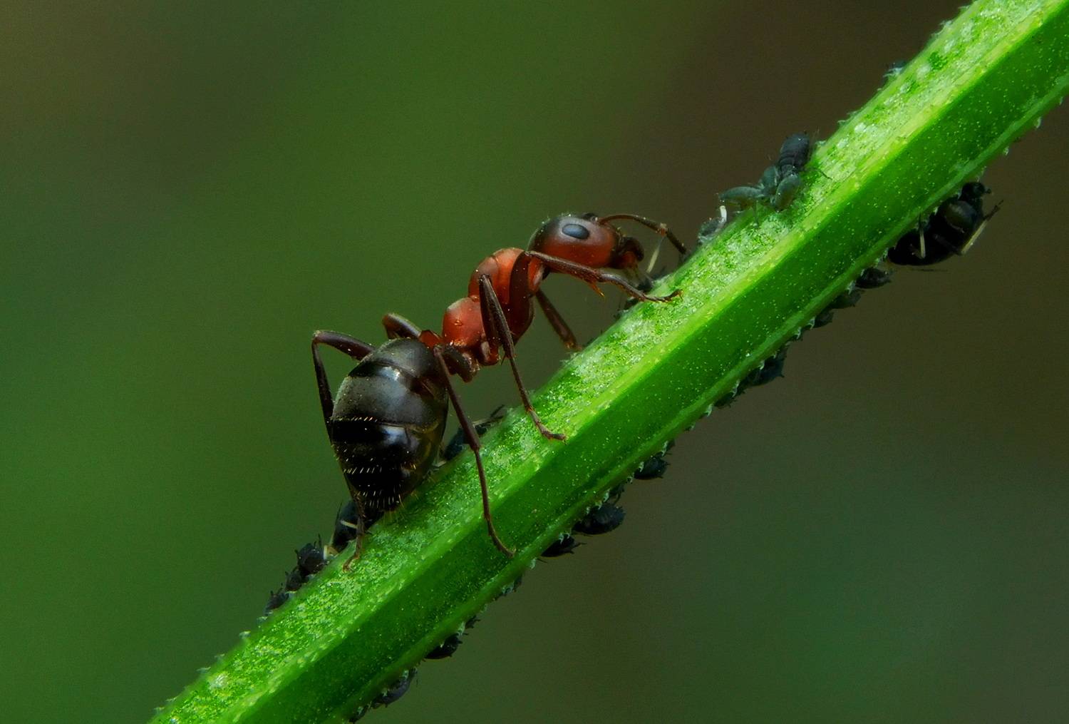 , Сергей Чеченов