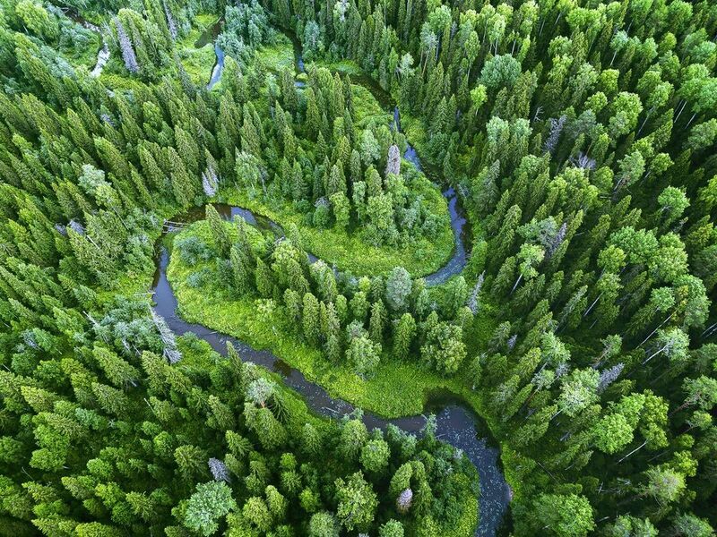 нацпарк койгородский, тайга, таежный лес, река сенюк, тайга в коми Зеленое море Коми. Нацпарк Койгородский фото превью