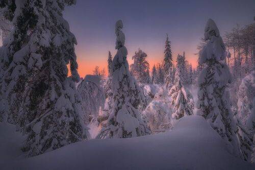 В зимнем лесу