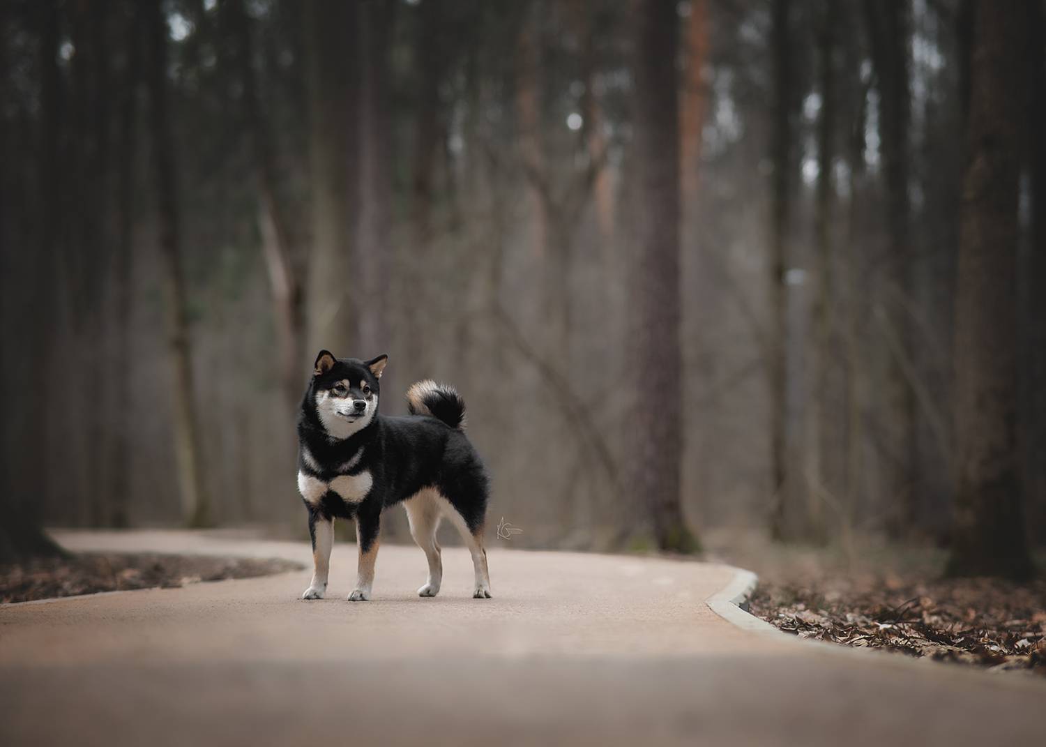 , Коптилина Галина