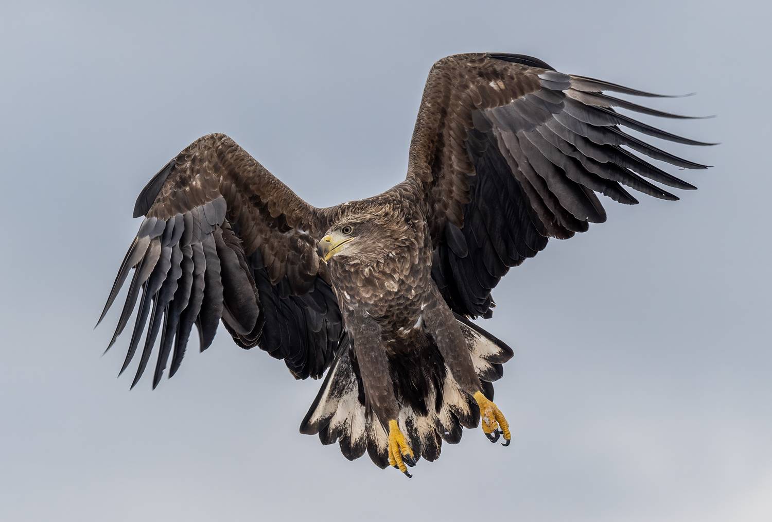 , Vladimir Vorobeychik