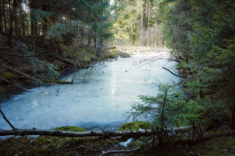 лес, весна В весеннем лесу фото превью