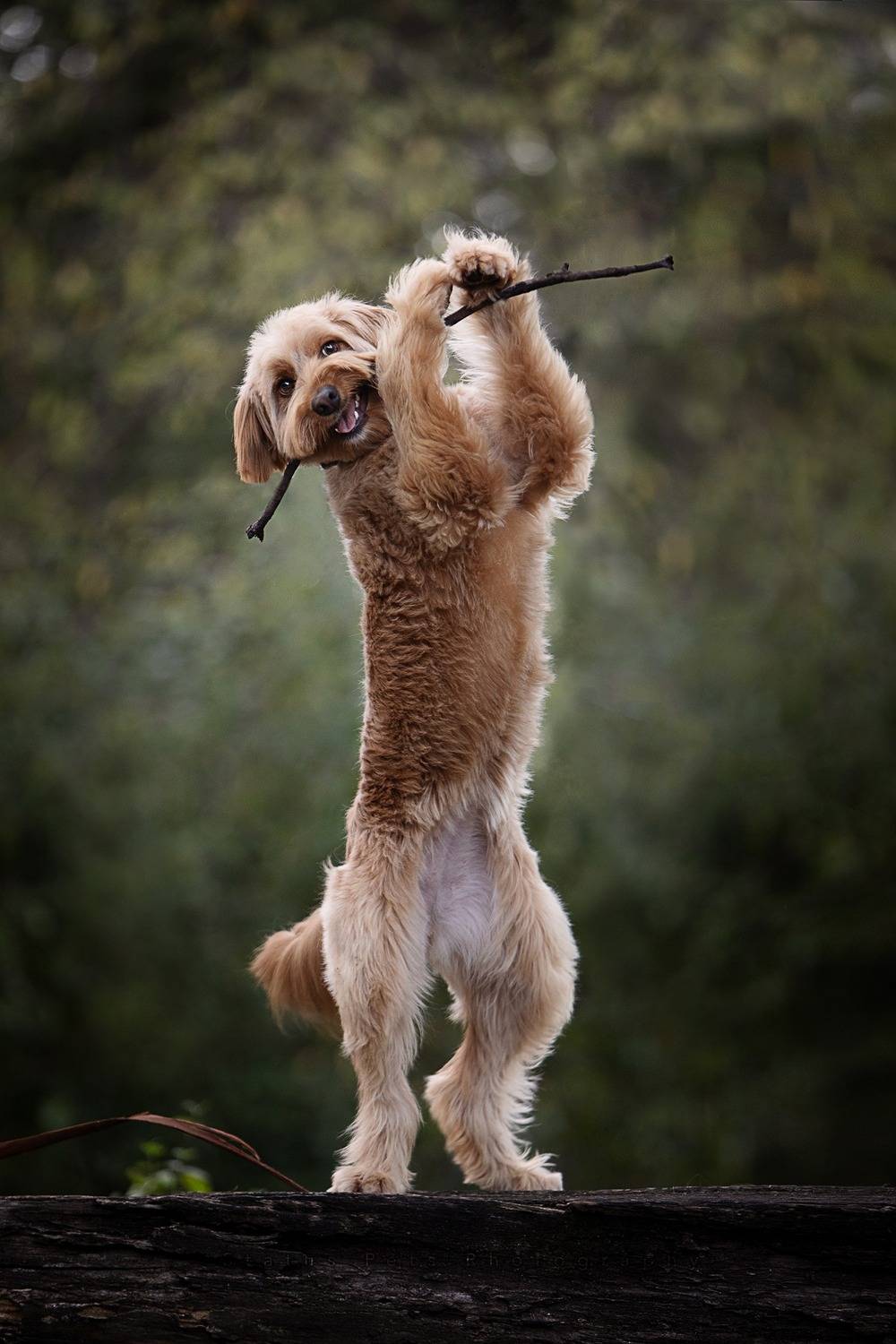 photography,dogs,pets,outdoor,poodle,black,background,green,portrait,puppy,canine,canon,natural,light,monochrome,city,, Alexandre Marques