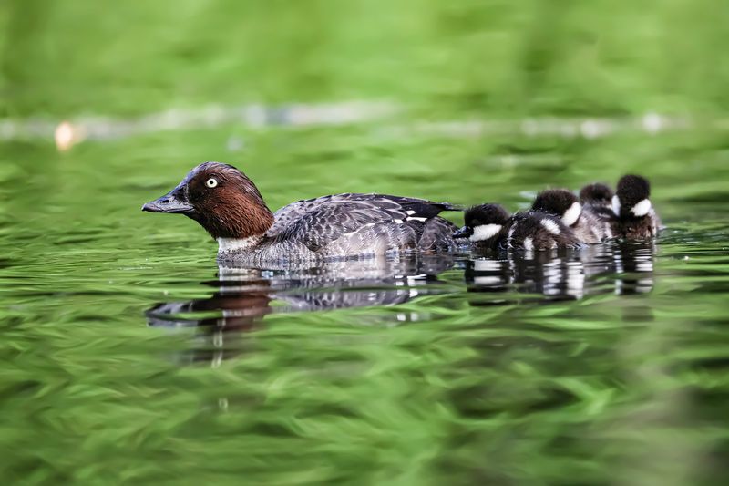 Гоголиное семейство фото превью