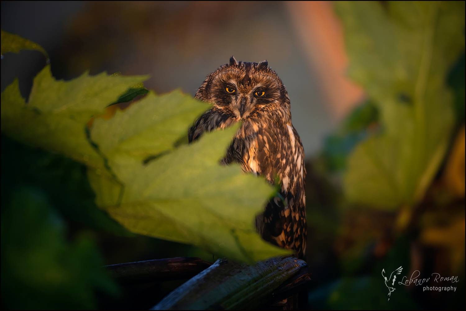 , Лобанов Роман