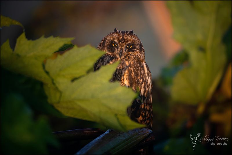 * * * фото превью