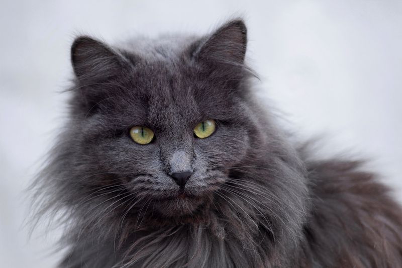 страшнее кошки..... фото превью