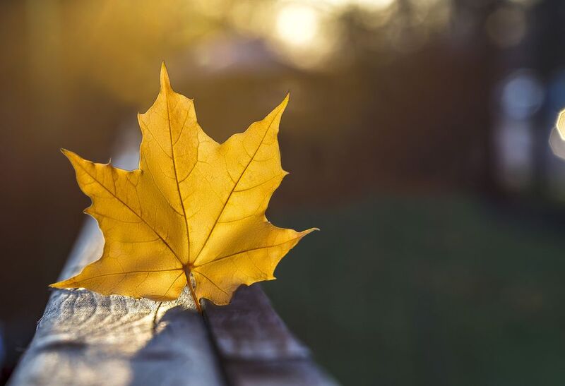 Лист в закате фото превью